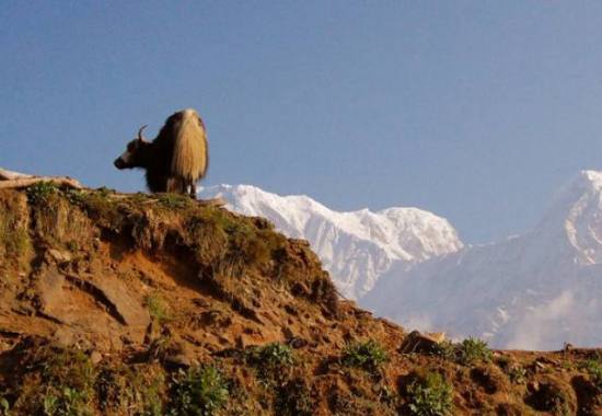 mardi-himal-trek-for-nepali.jpeg